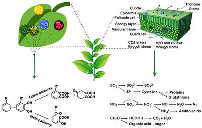 Frontiers | Phylloremediation of Air Pollutants ... labeled diagram of the nitrogen cycle 